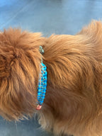 ReadyForPawCharm