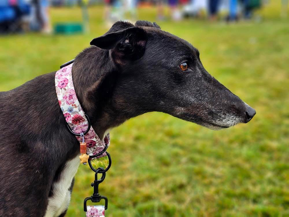 ReadyForBuckle | Collar | Meadow