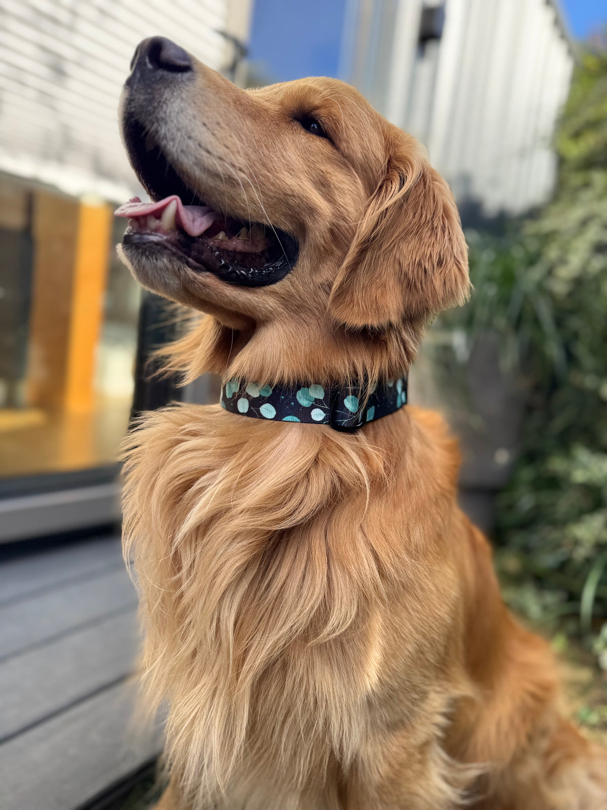 ReadyForBuckle | Collar | Eucalyptus