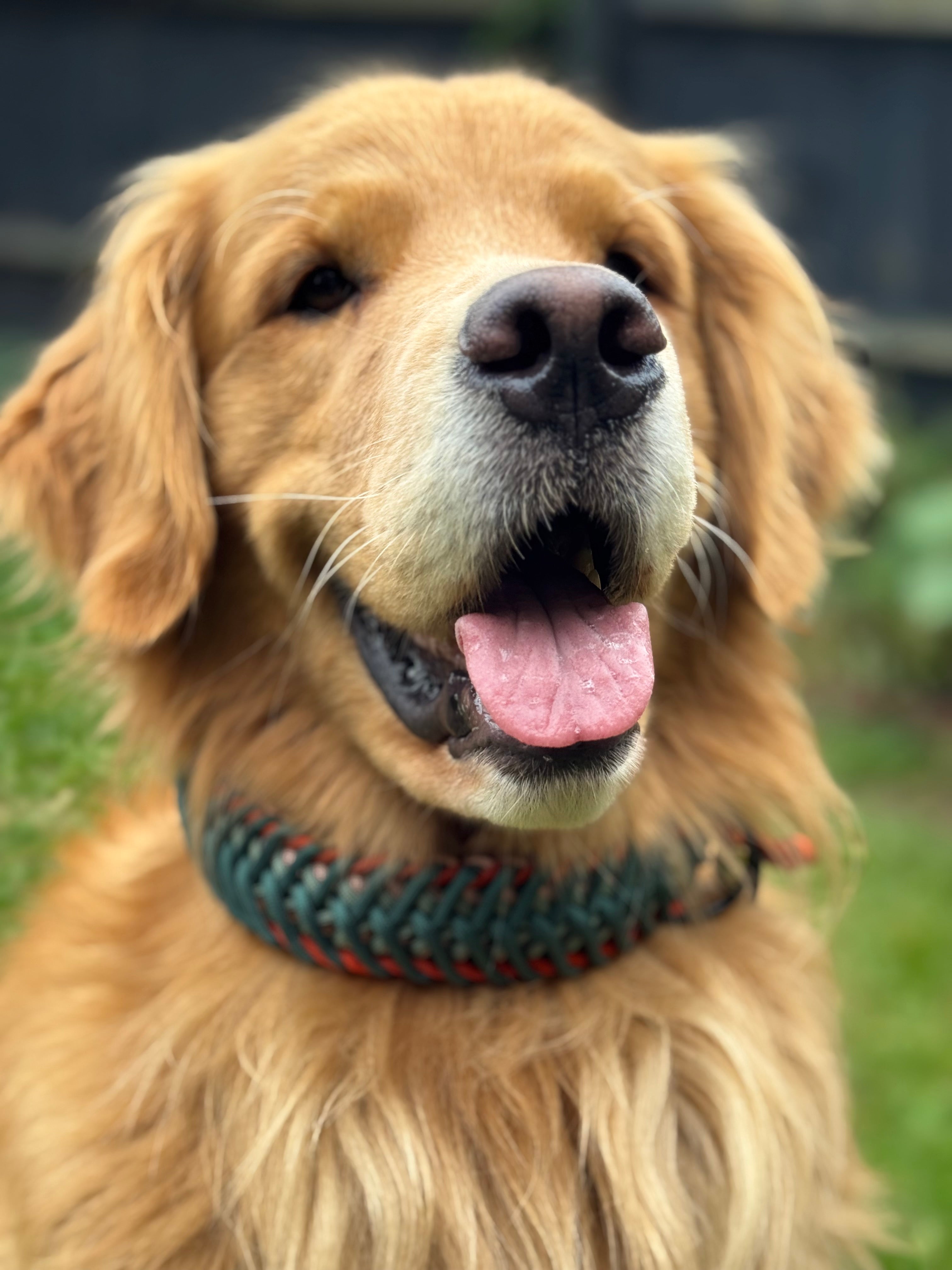 ReadyForFusion | Collar | Green Meadow I