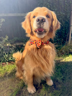 ReadyForBowTie | Pumpkin