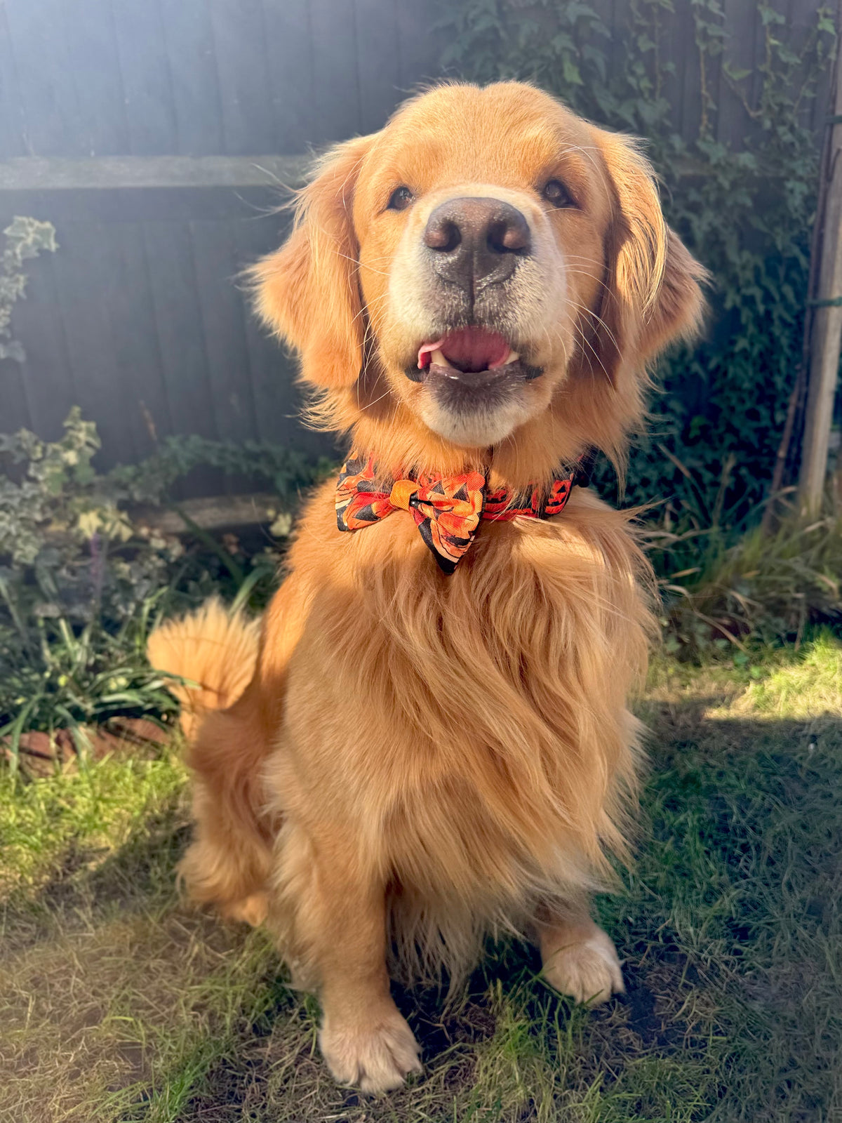 ReadyForBowTie | Pumpkin
