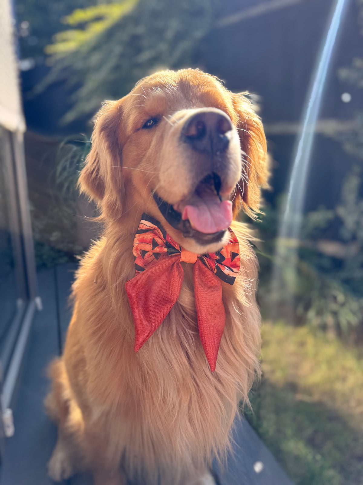 ReadyForBowTie | Sailor | Pumpkin