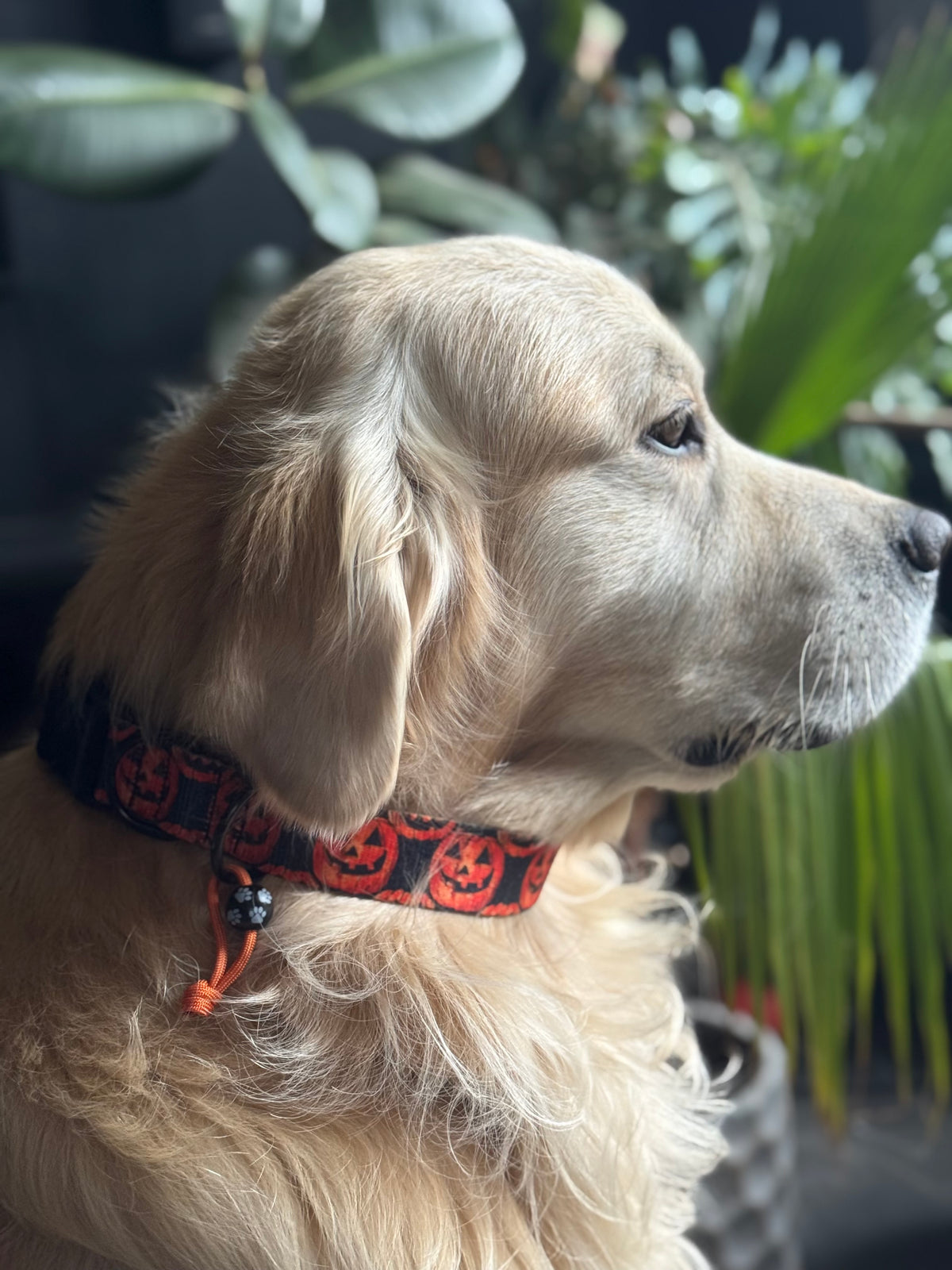 ReadyForBuckle | Collar | Pumpkin