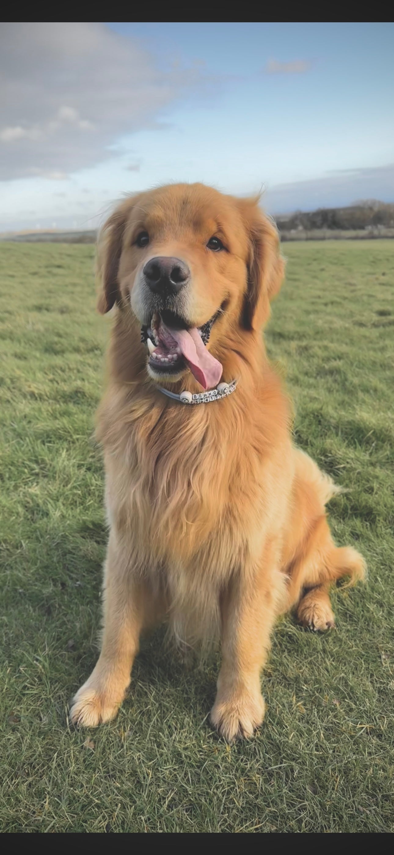 ReadyForBuckle | Collar | ID Tag