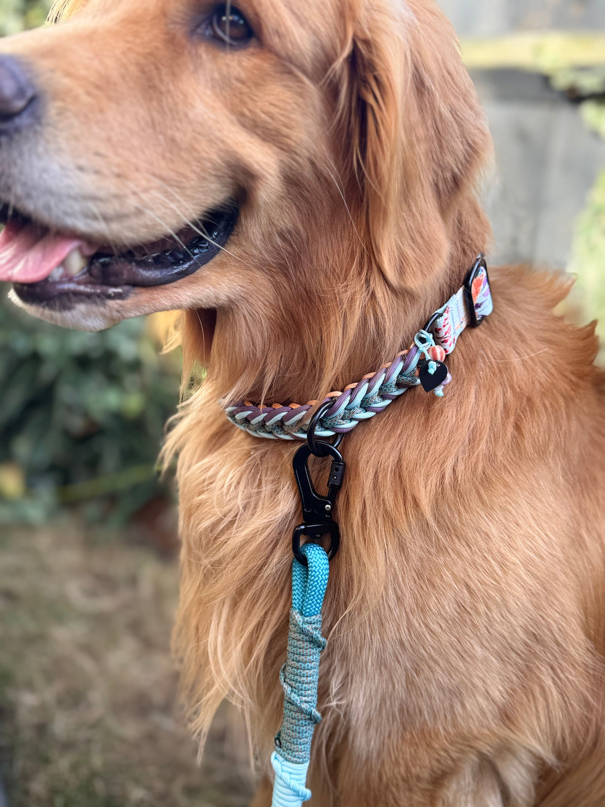 ReadyForShort | Leash | Little Fox