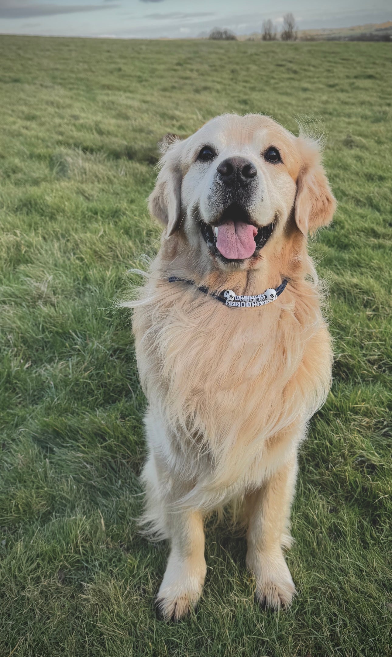 ReadyForBuckle | Collar | ID Tag