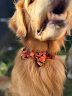 ReadyForBowTie | Pumpkin