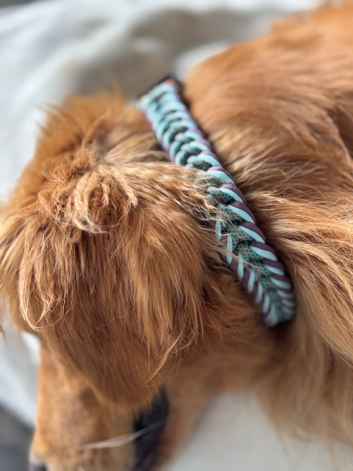 ReadyForFusion | Collar | Little Fox