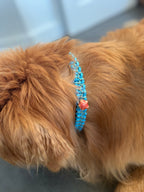 ReadyForPawCharm