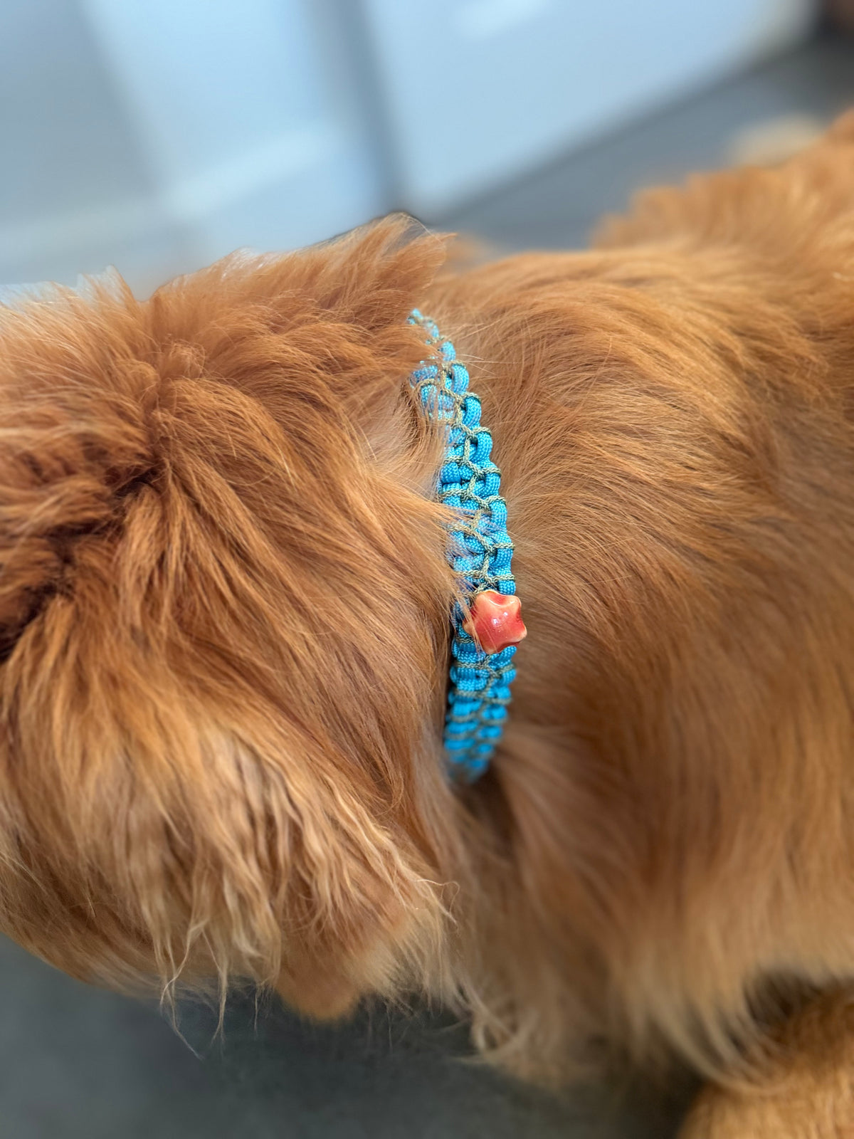ReadyForPawCharm
