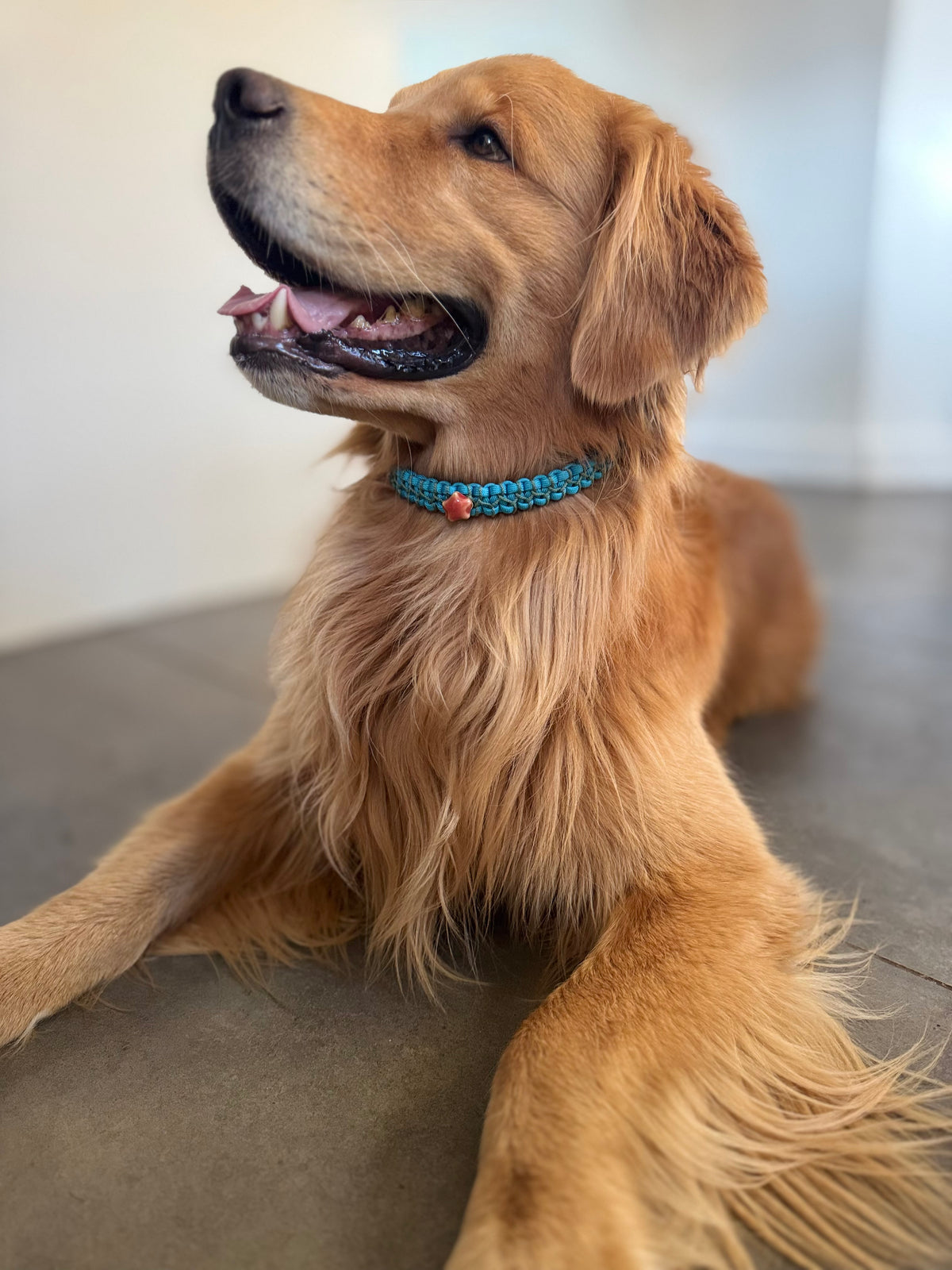 ReadyForPawCharm