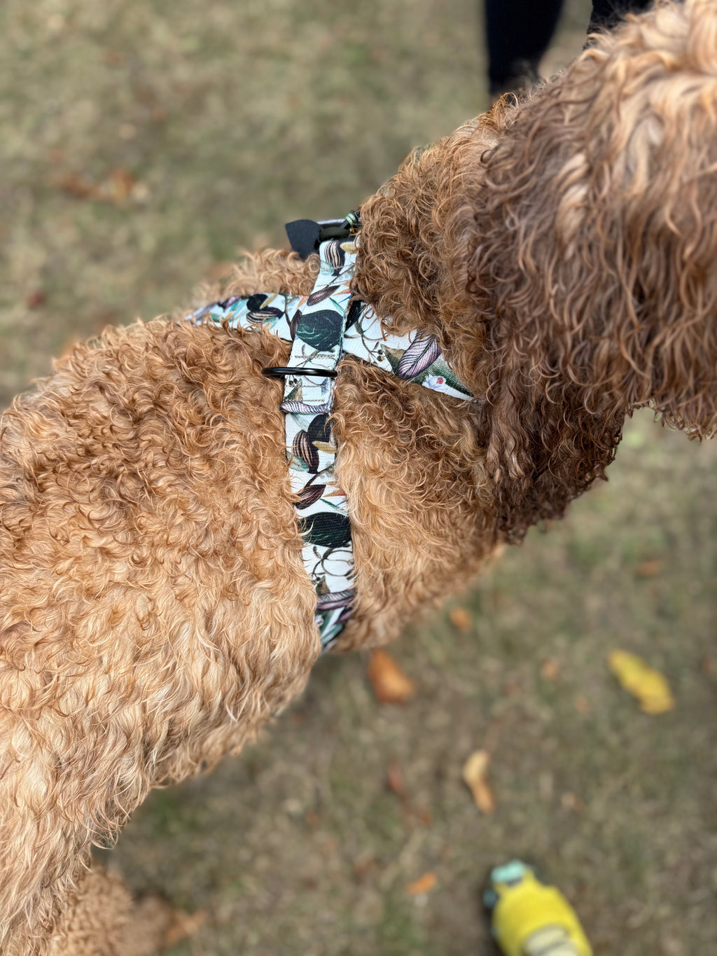 ReadyForHarness | Banana Tree