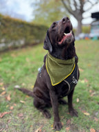 ReadyForBandana | Velvet  | Green