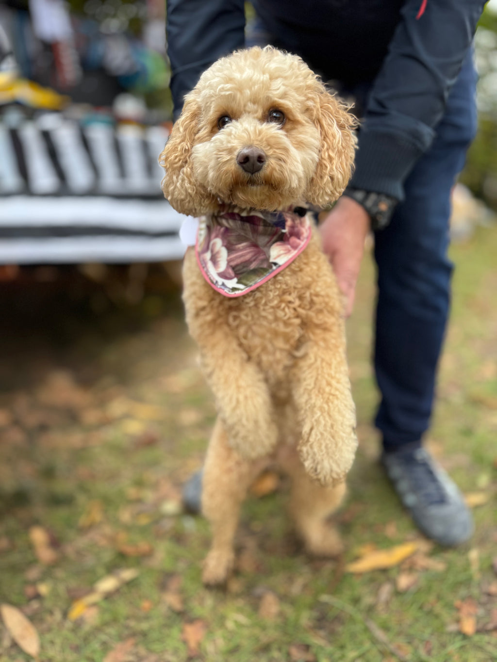 ReadyForBandana | Velvet  | Meadow