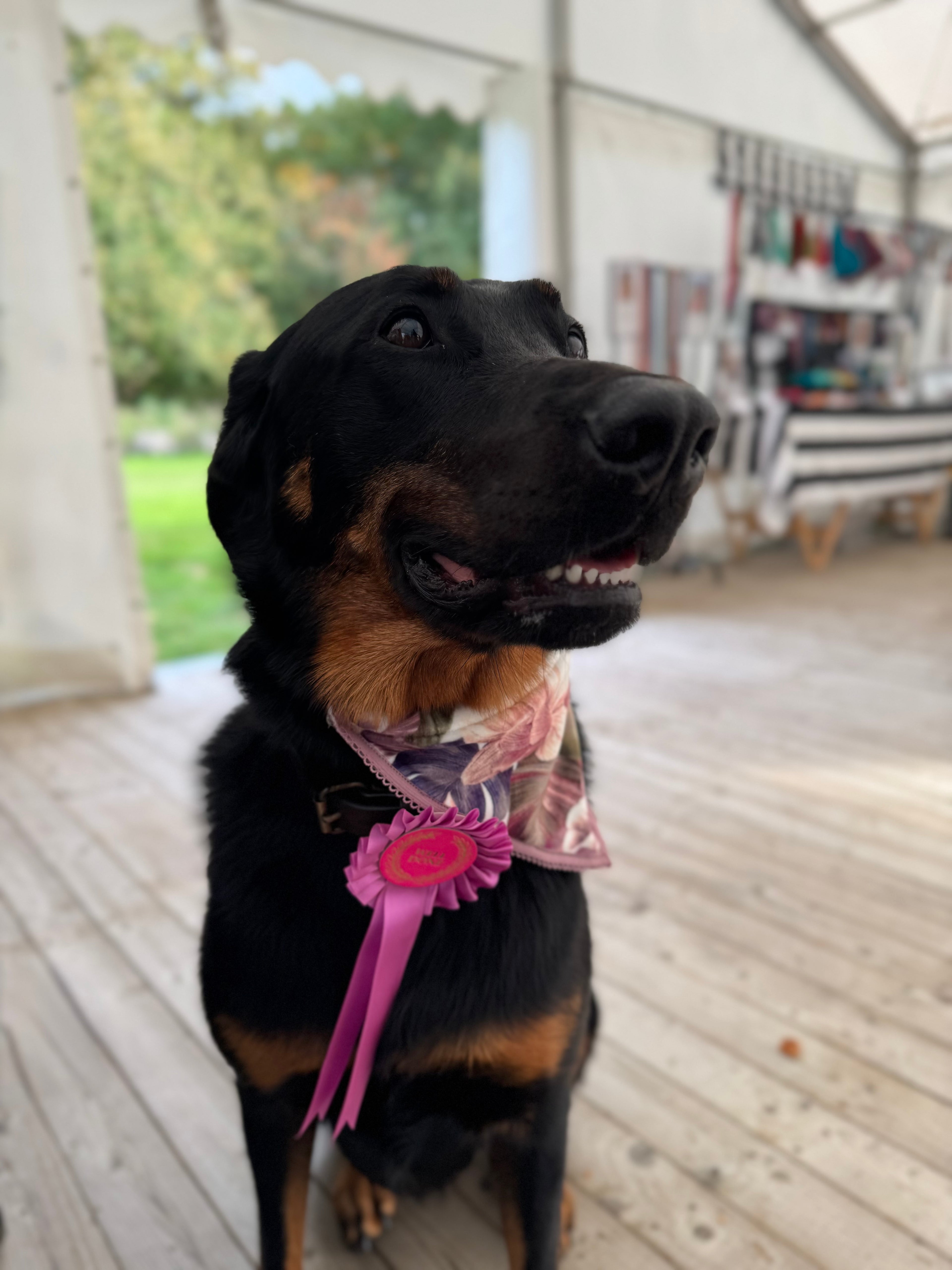 ReadyForBandana | Velvet  | Meadow