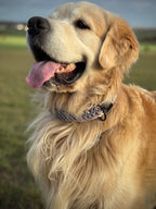 ReadyForFusion | Collar | Meadow I