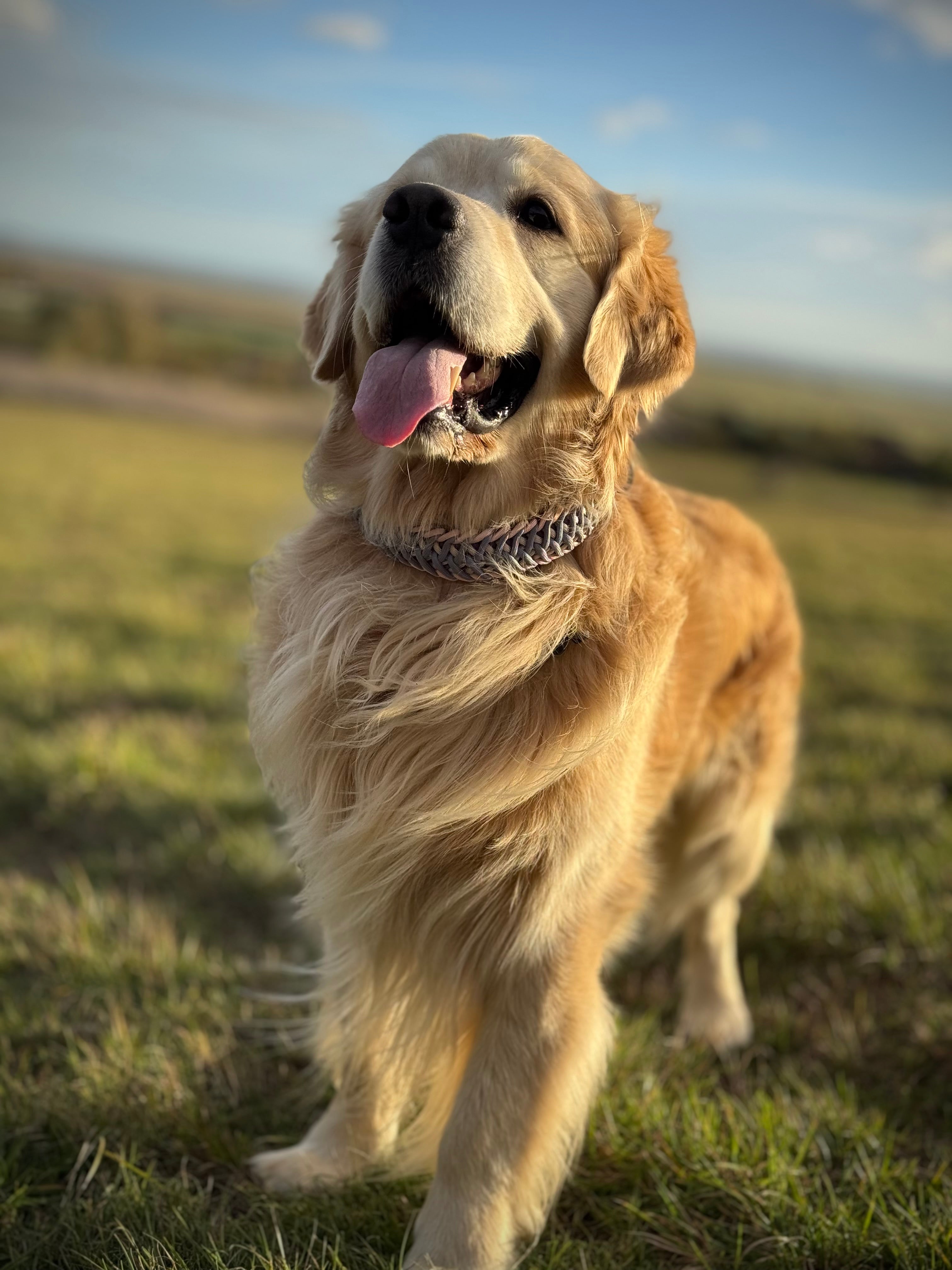 ReadyForFusion | Collar | Meadow I