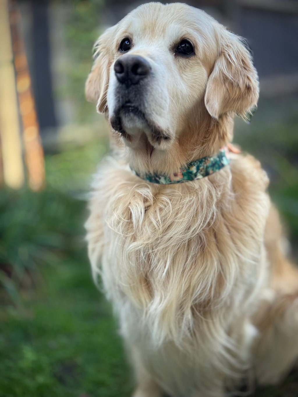 ReadyForHarness | Green Meadow