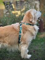 ReadyForHarness | Green Meadow