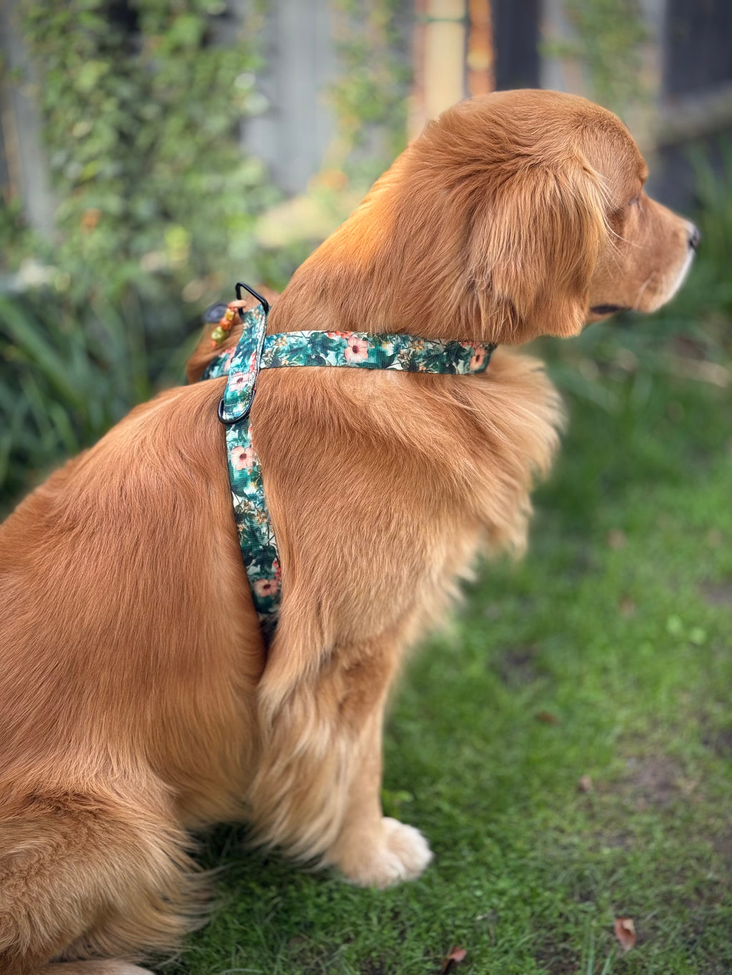 ReadyForHarness | Green Meadow