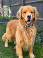 ReadyForHarness | Green Meadow