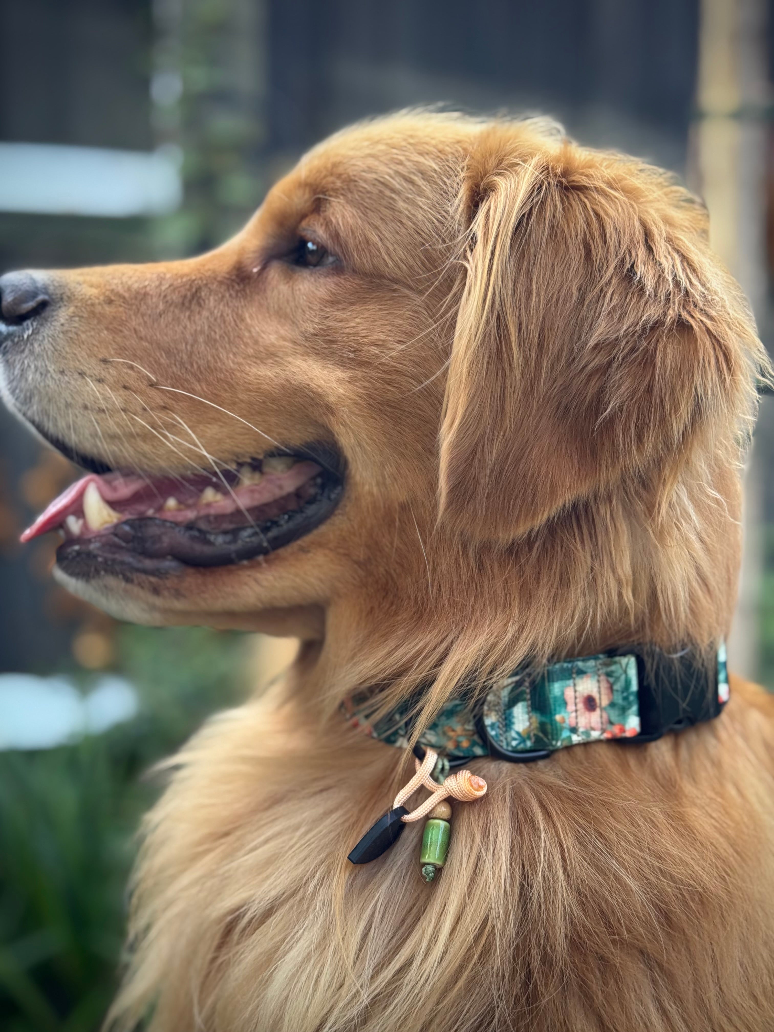 ReadyForBuckle | Collar | Green Meadow