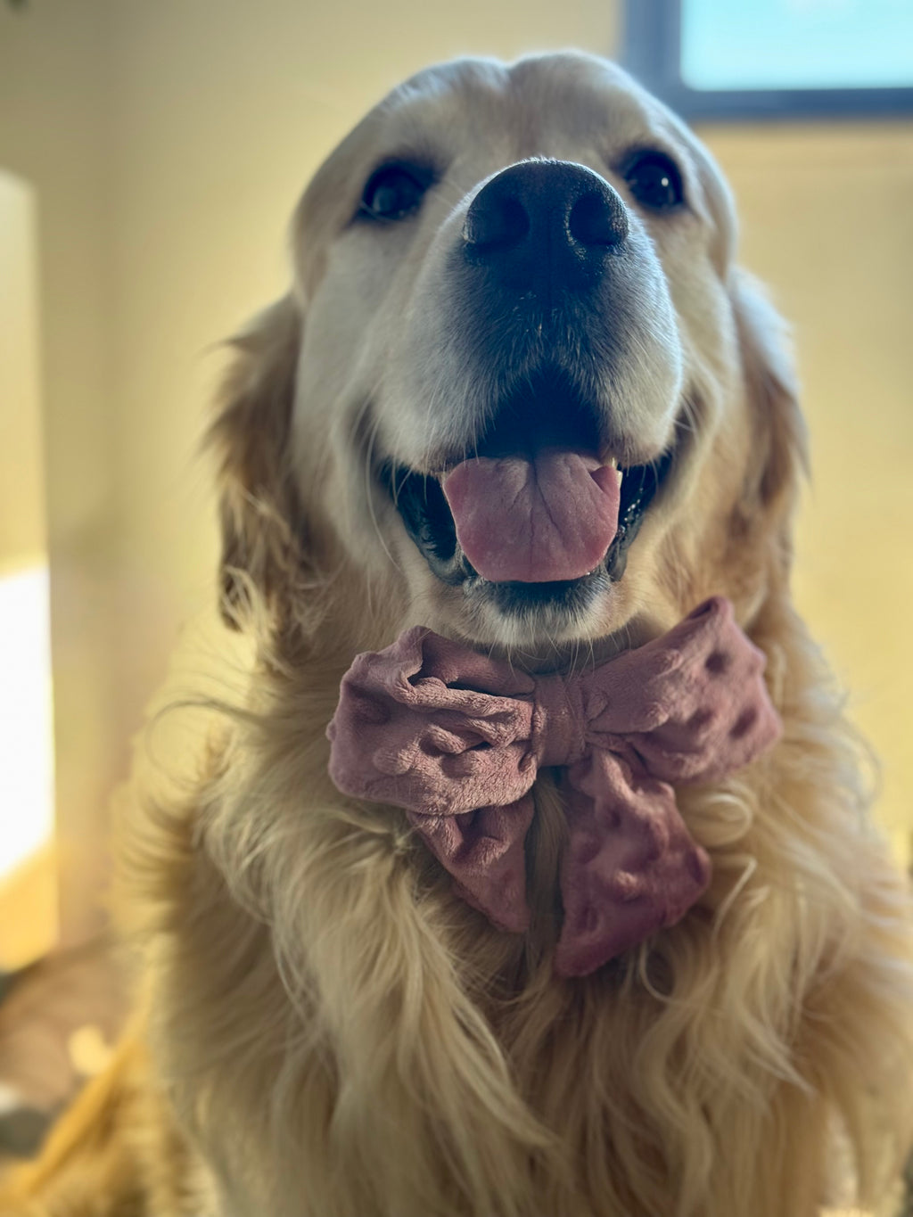 ReadyForBowTie | Dot Pink