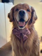 ReadyForBowTie | Dot Pink