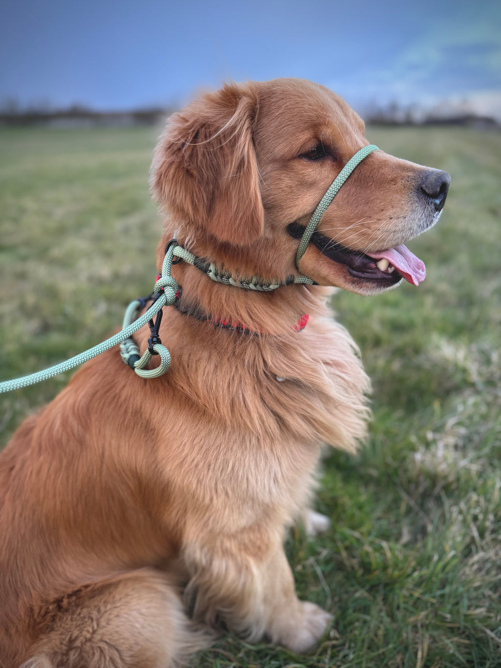 ReadyForGentleLeader | Yellow/Gold | 6mm