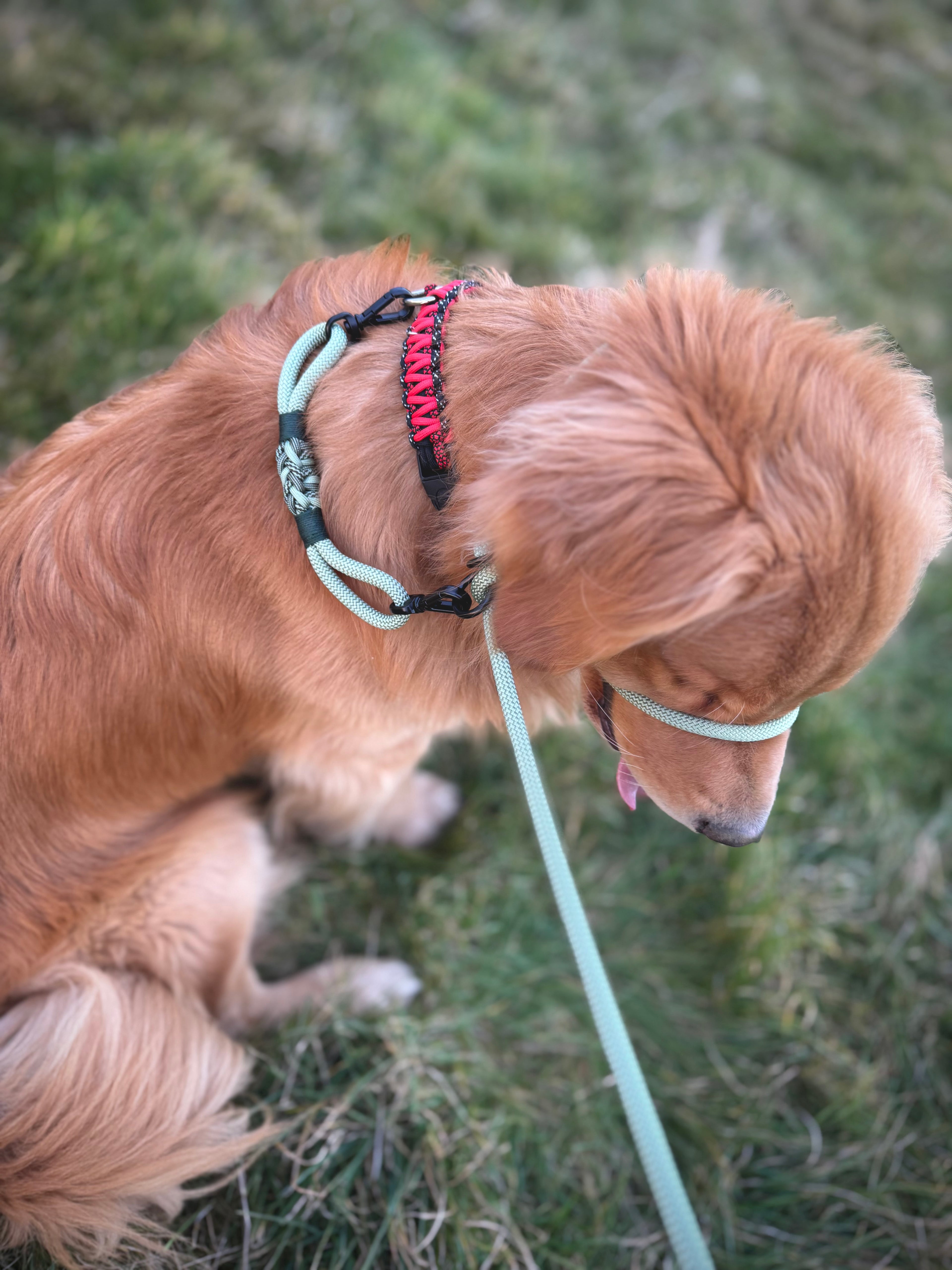 ReadyForGentleLeader | Yellow/Gold | 6mm
