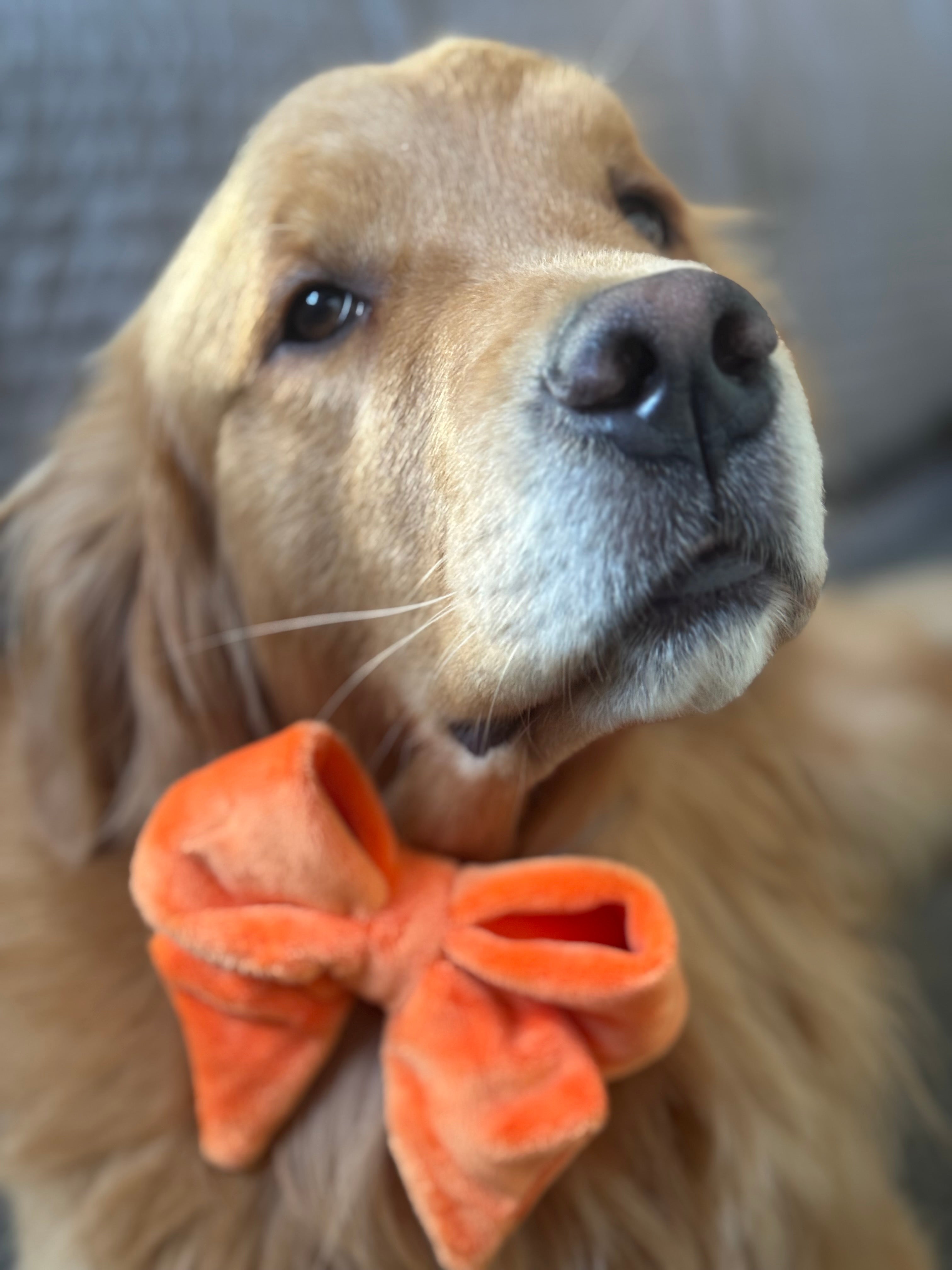 ReadyForBowTie | Fluff Orange