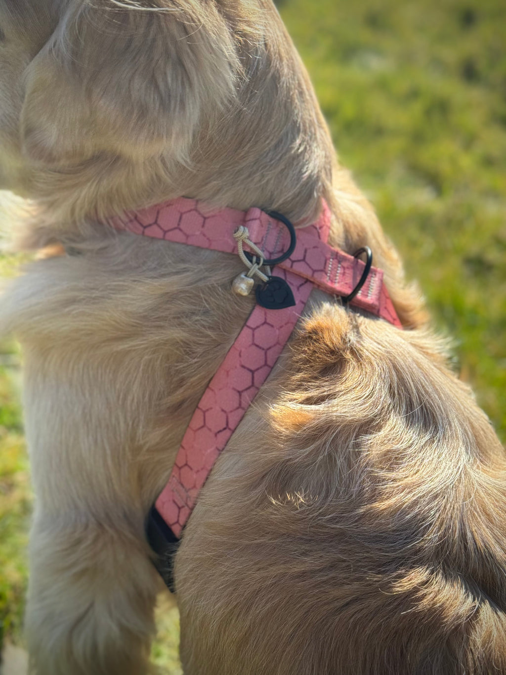 ReadyForHarness | Hexagon Pink