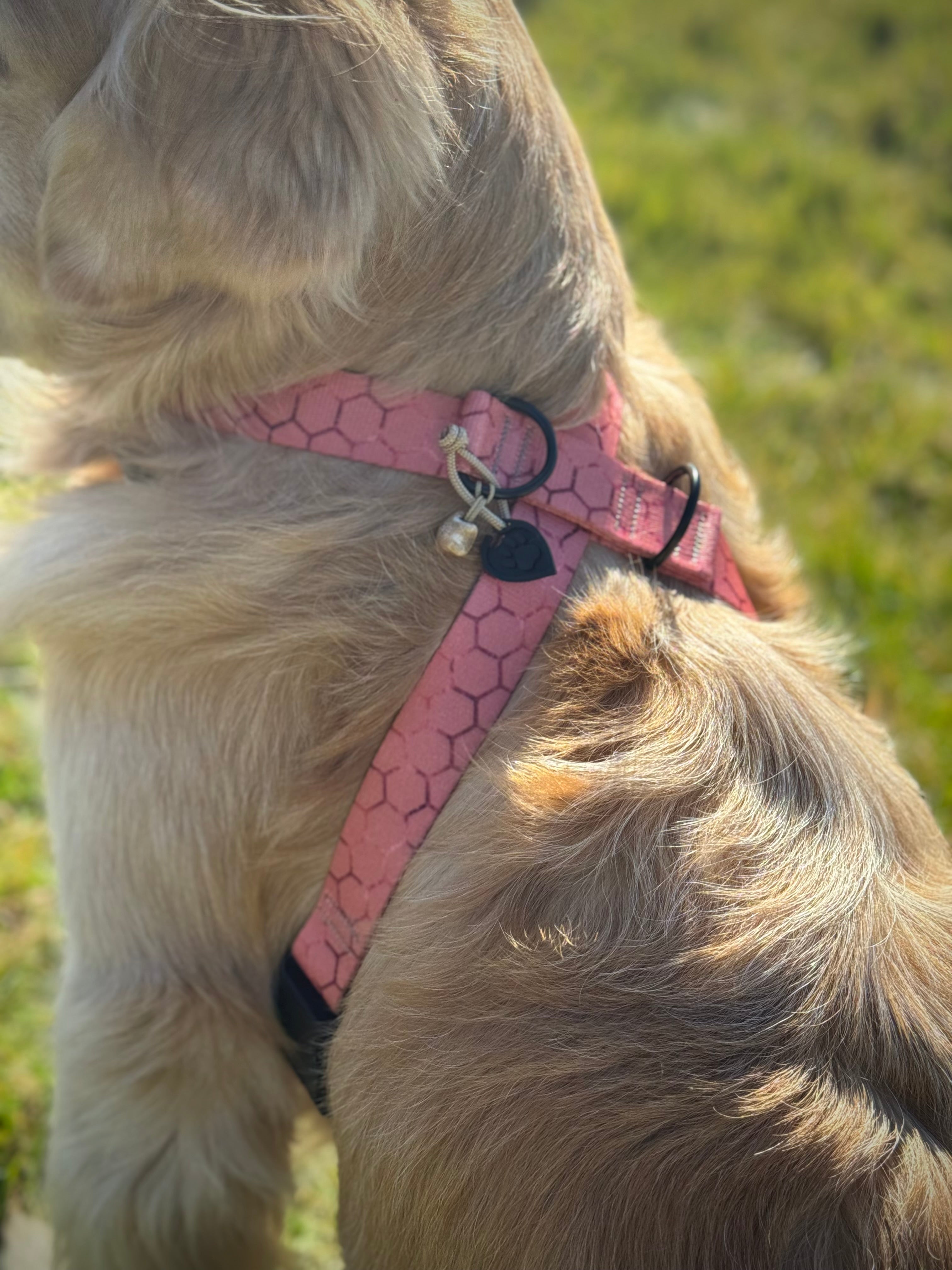 ReadyForHarness | Hexagon Pink