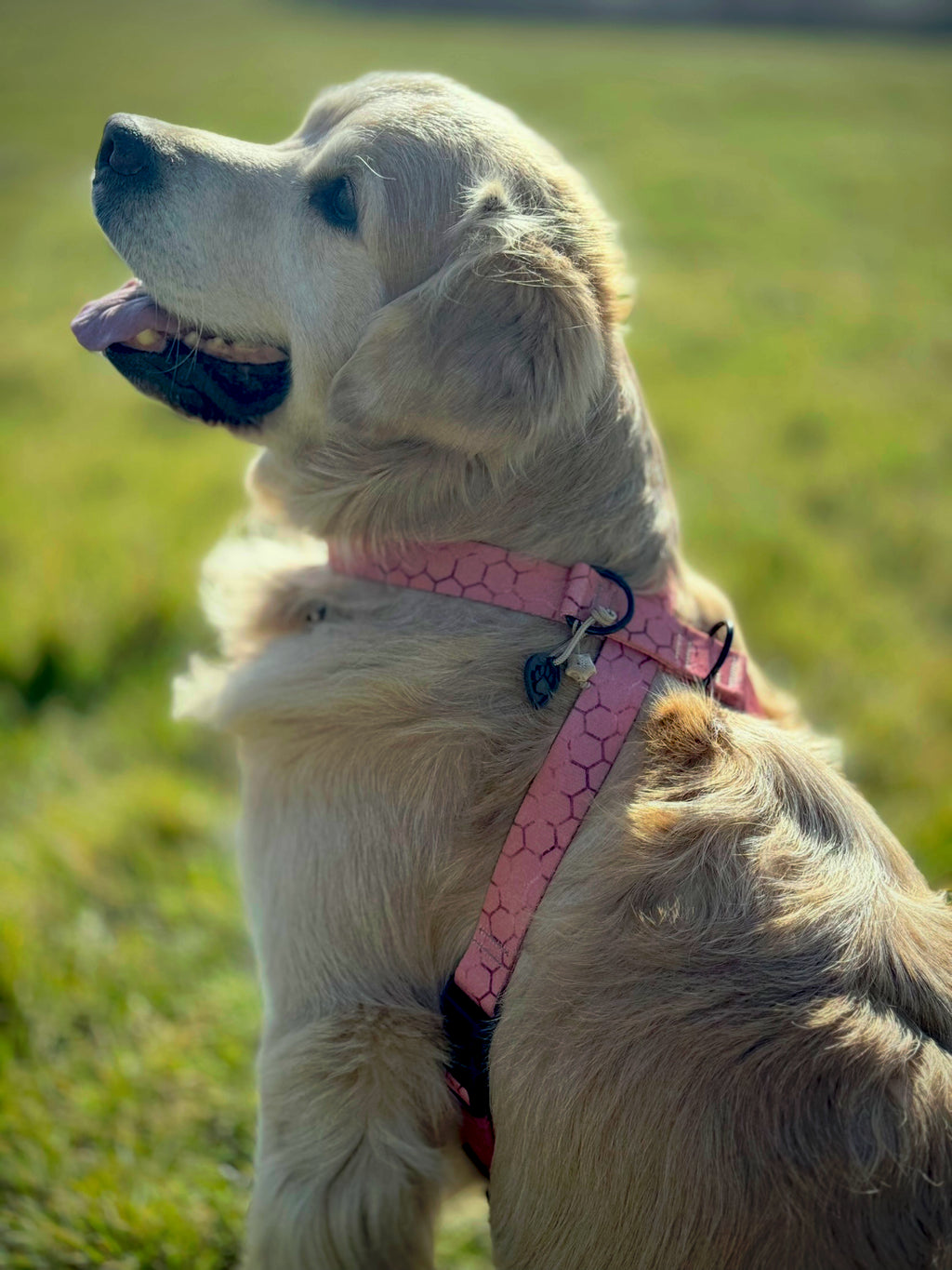 ReadyForHarness | Hexagon Pink