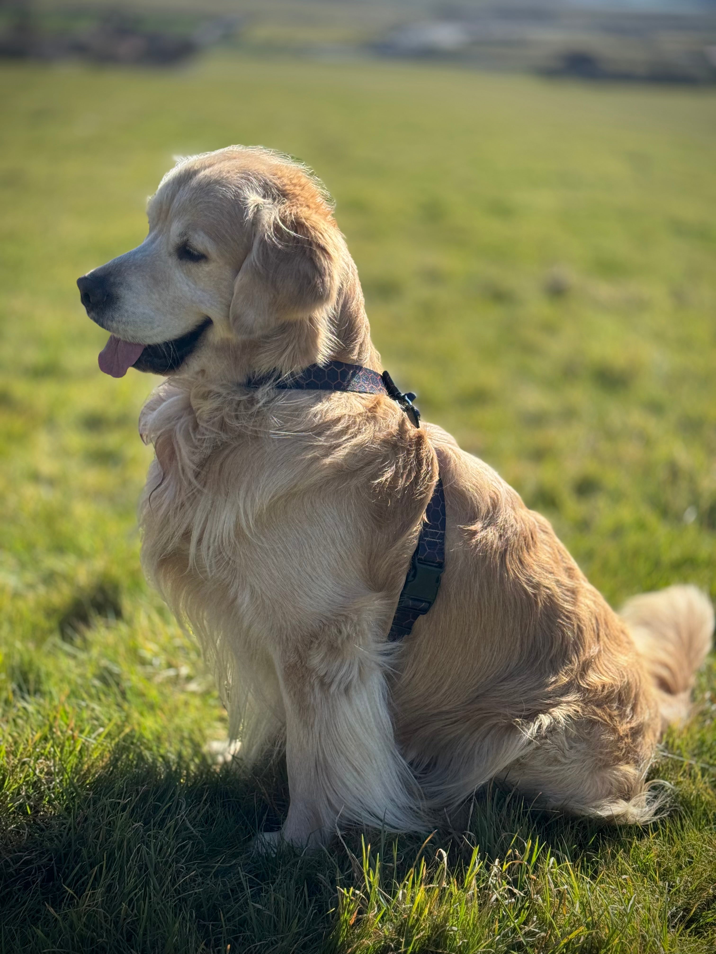 ReadyForHarness | Hexagon Navy