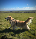 ReadyForHarness | Hexagon