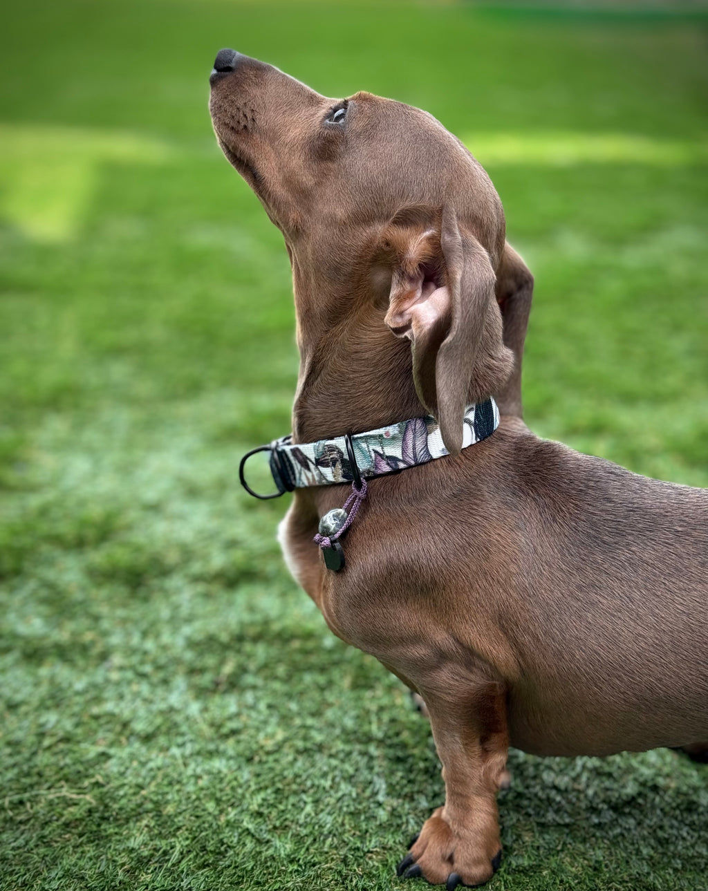 ReadyForHalf-slip | Collar | Banana Tree