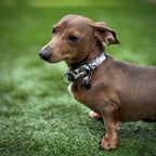 ReadyForHalf-slip | Collar | Banana Tree