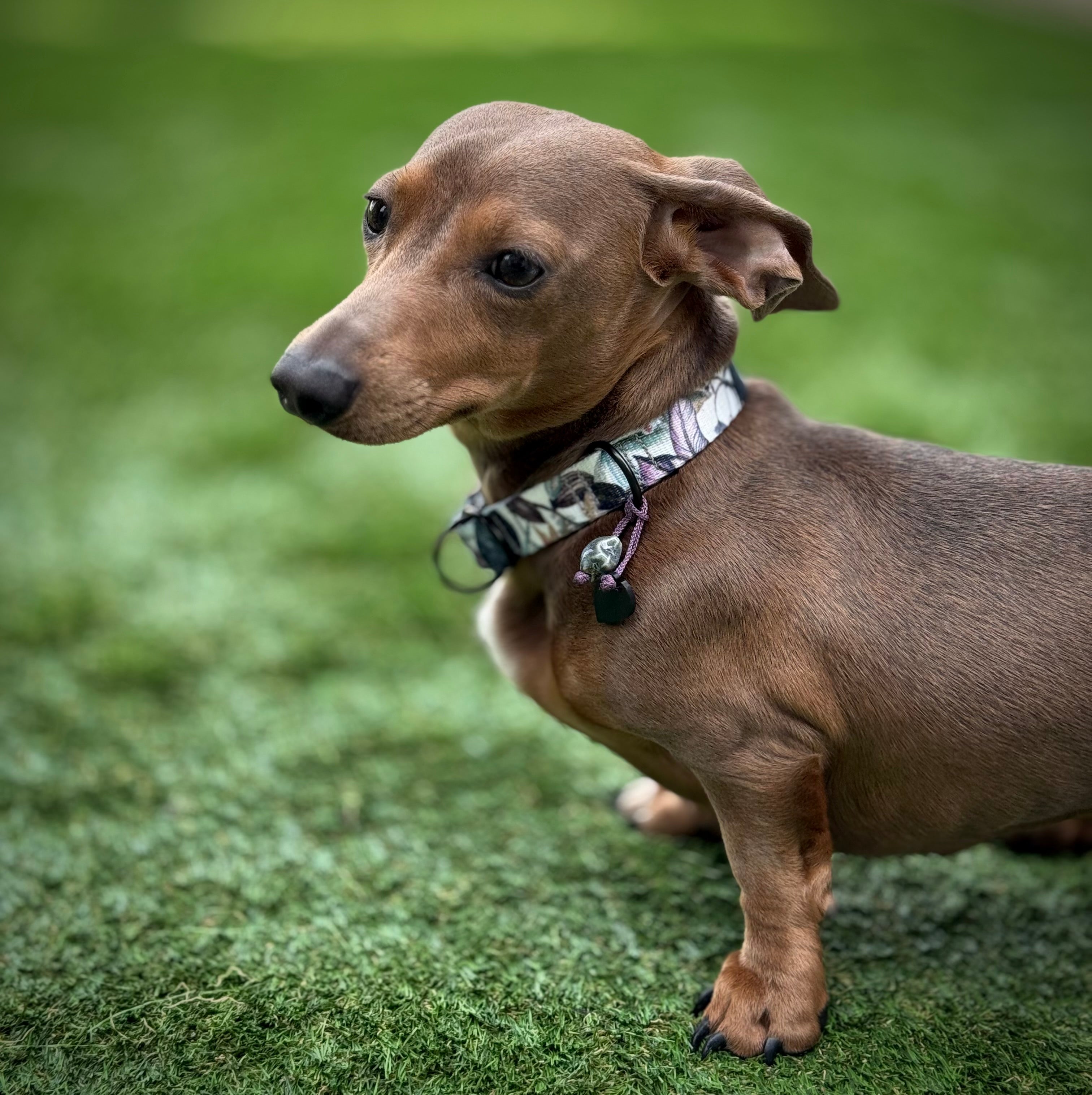 ReadyForHalf-slip | Collar | Banana Tree