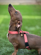 ReadyForHarness | Hexagon Pink