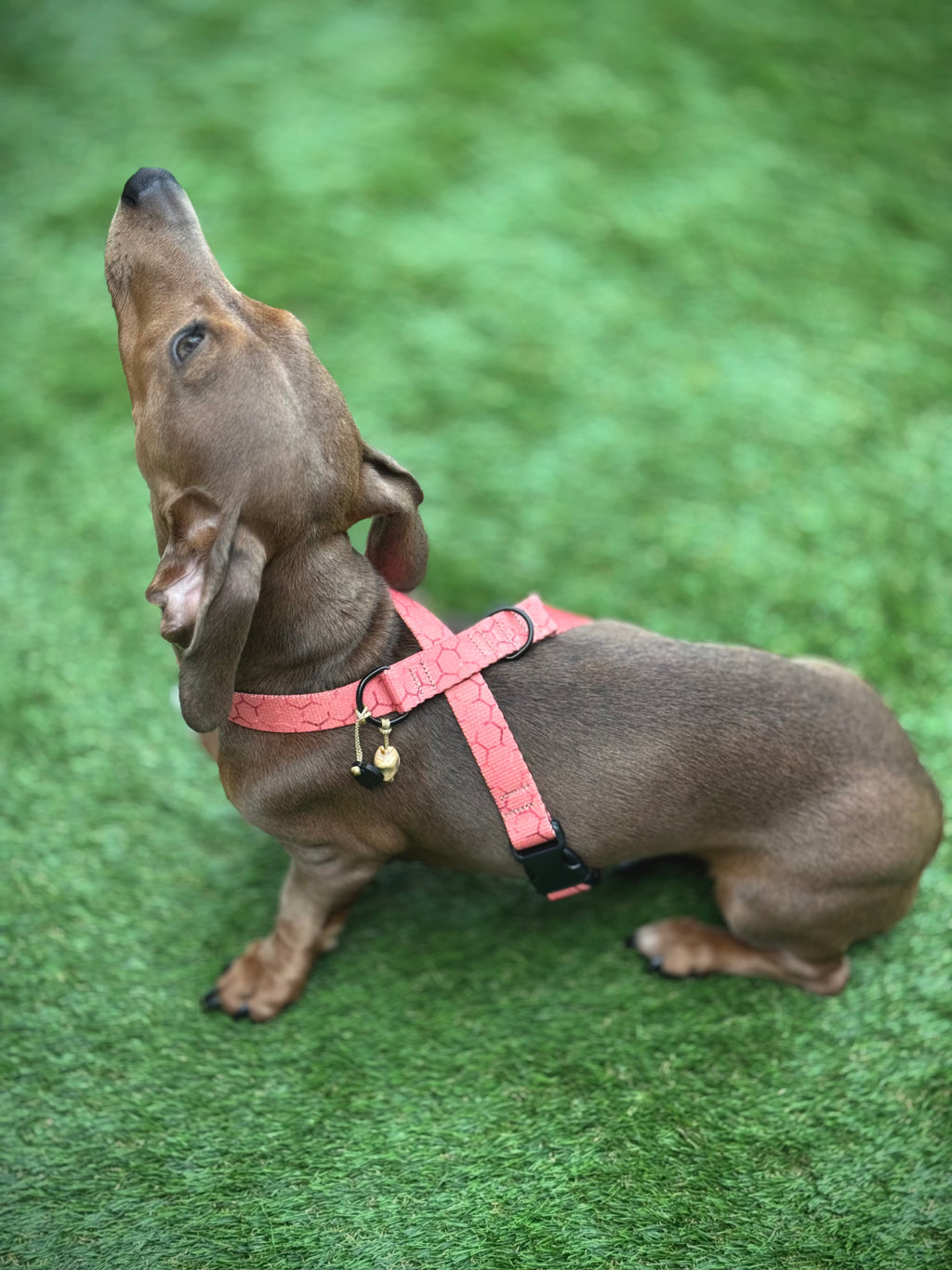 ReadyForHarness | Hexagon Pink