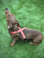 ReadyForHarness | Hexagon Pink