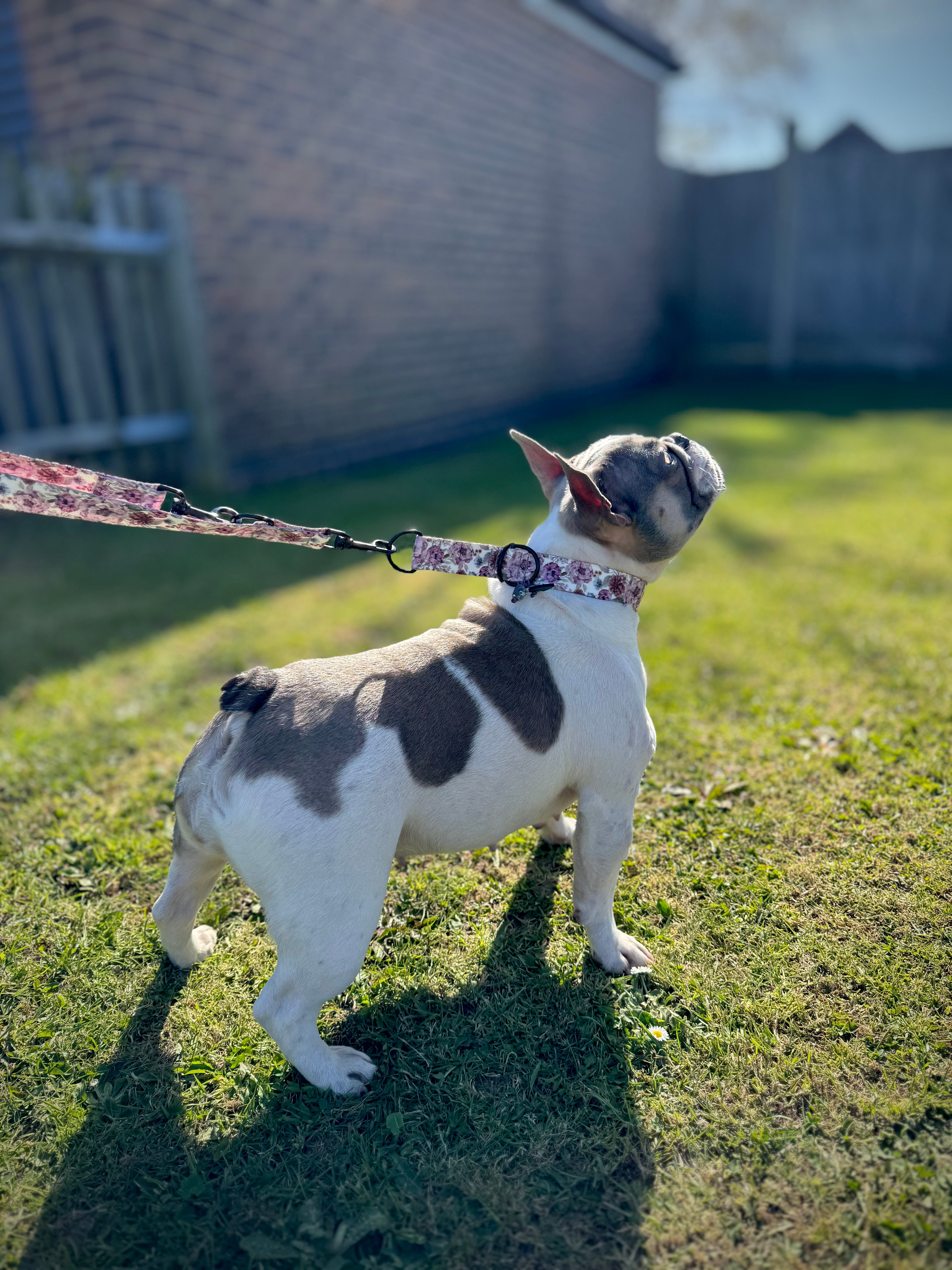 ReadyForHalf-slip | Collar | Meadow
