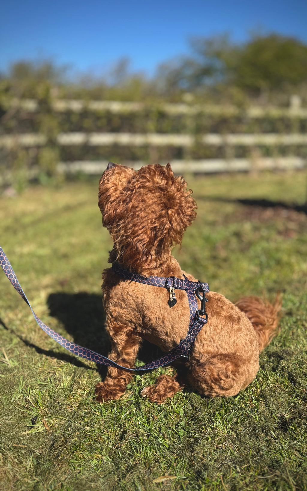 ReadyForHarness | Hexagon Navy