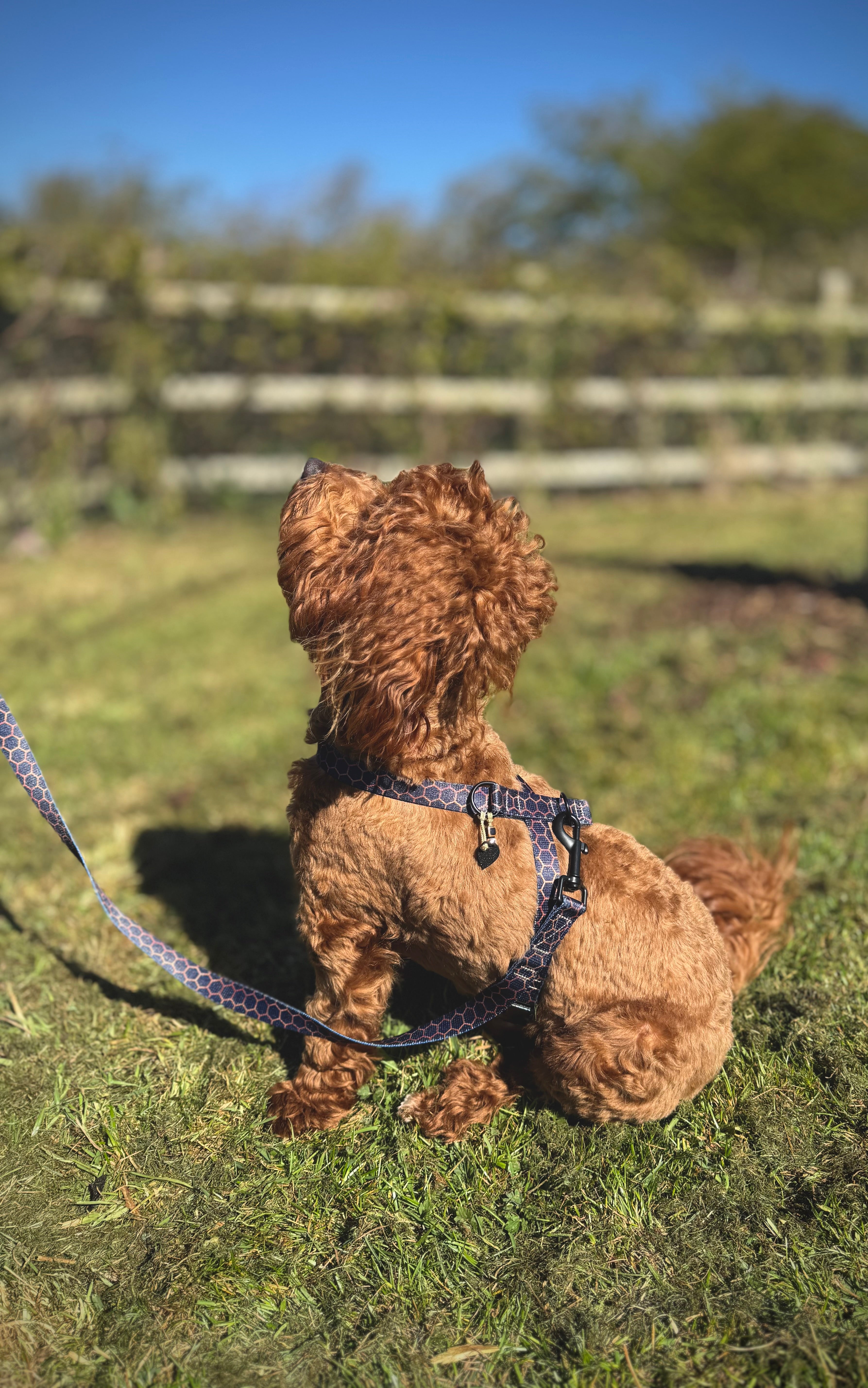 ReadyForHarness | Hexagon Navy