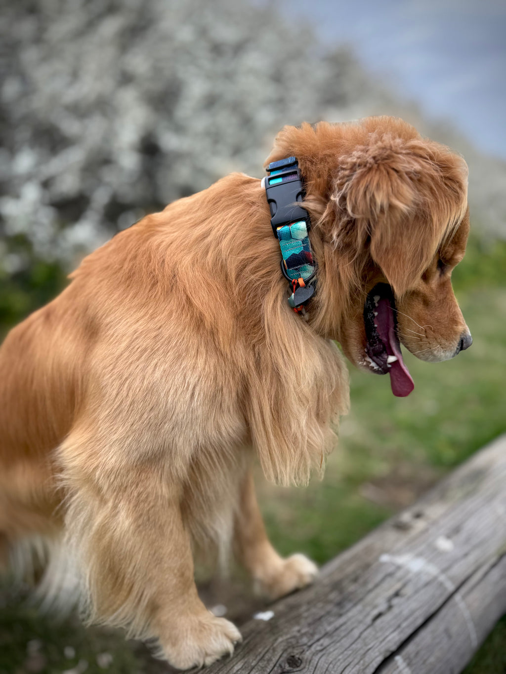 ReadyForBuckle | Collar | Hexagon