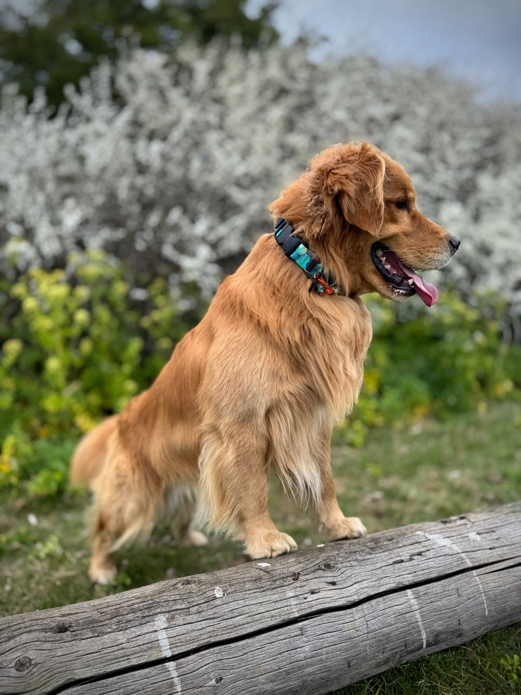 ReadyForBuckle | Collar | Hexagon