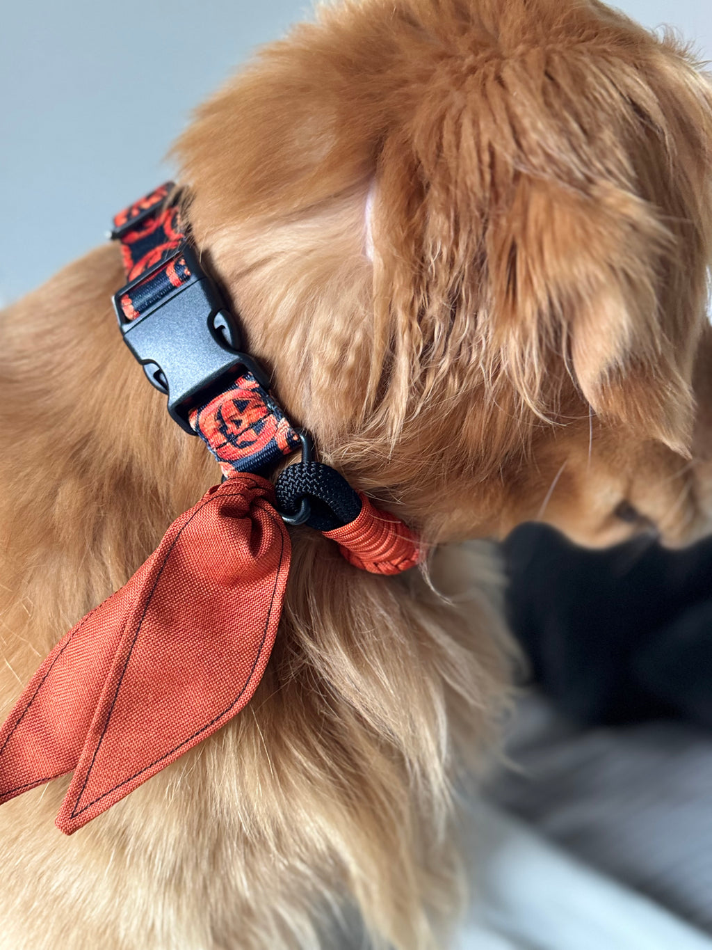 ReadyForFusion | Collar | Pumpkin