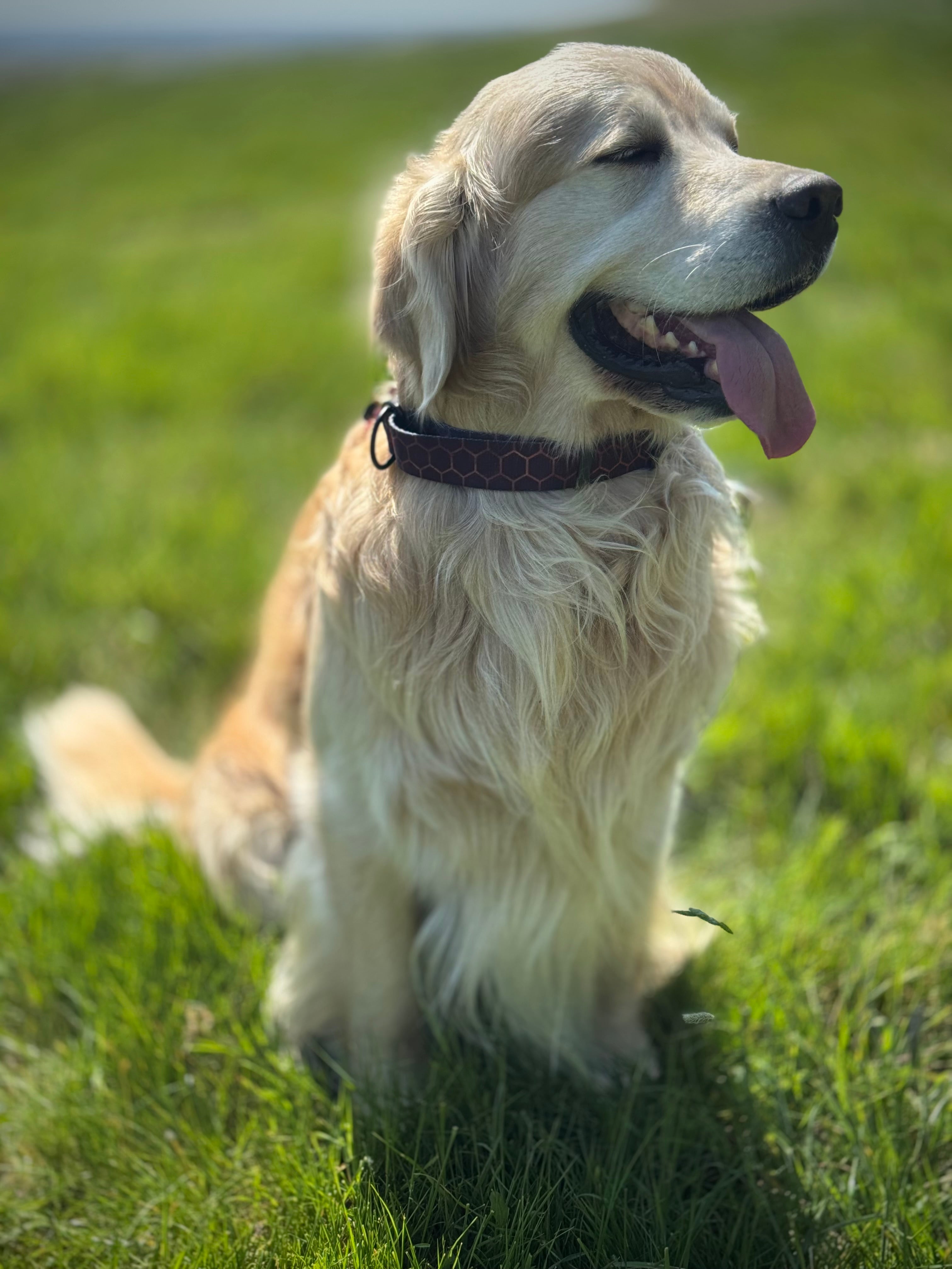 ReadyForHalf-slip | Collar | Hexagon Navy